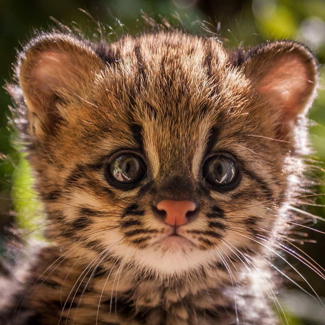 Five head of an ocelot baby