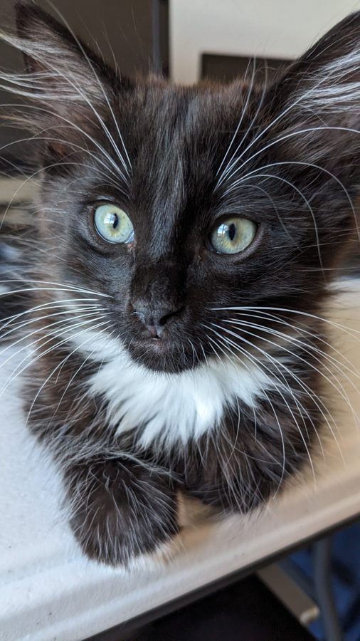Dave as a kitten, staring, whiskers everywhere