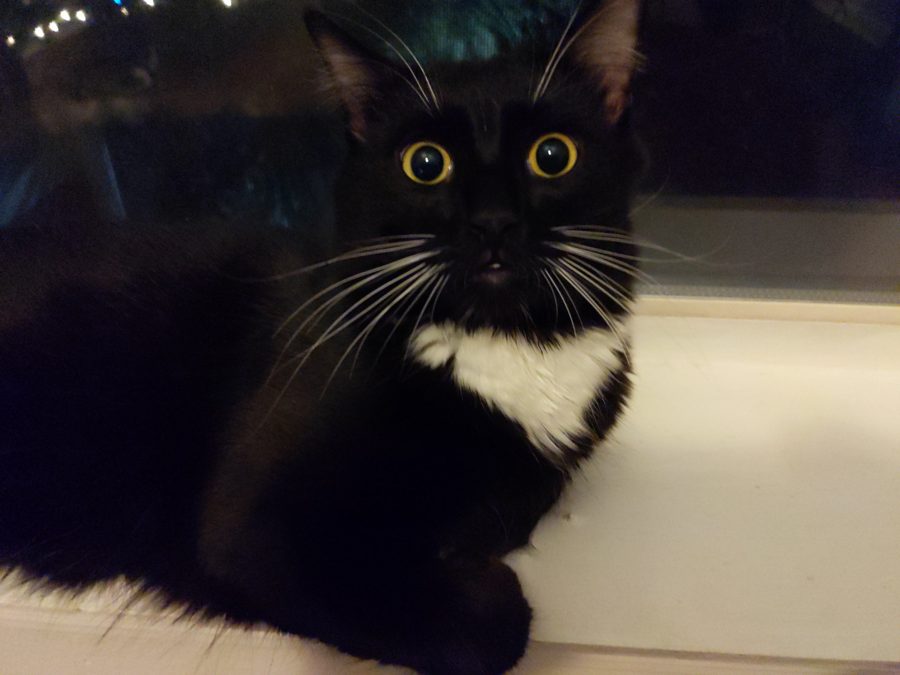 Dave, wide-eyed, on a windowsill
